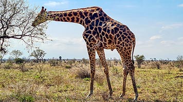 Giraffa al Kruger